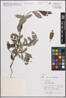 Foto von Salix daphnoides Vill.